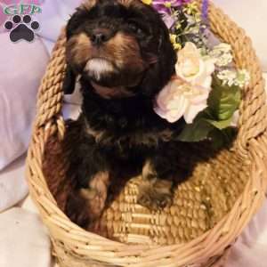 Bently, Cavapoo Puppy